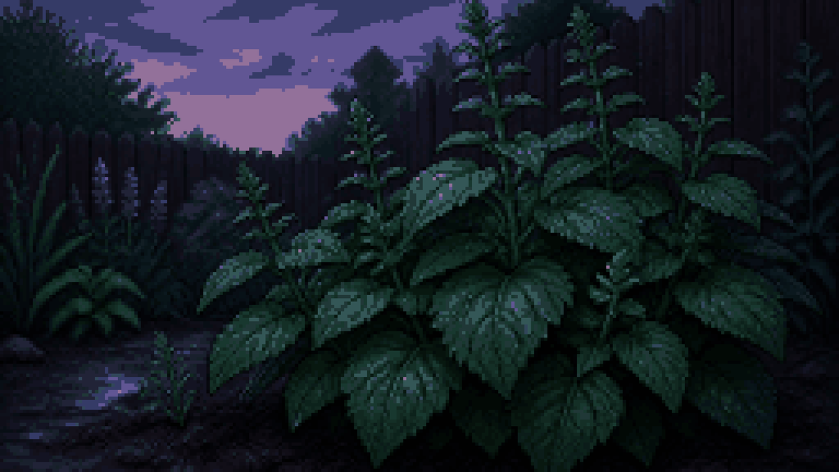 A patchouli plant in a wet garden at dusk after rain.